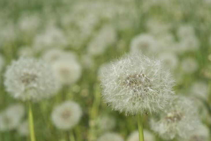 Dandelion